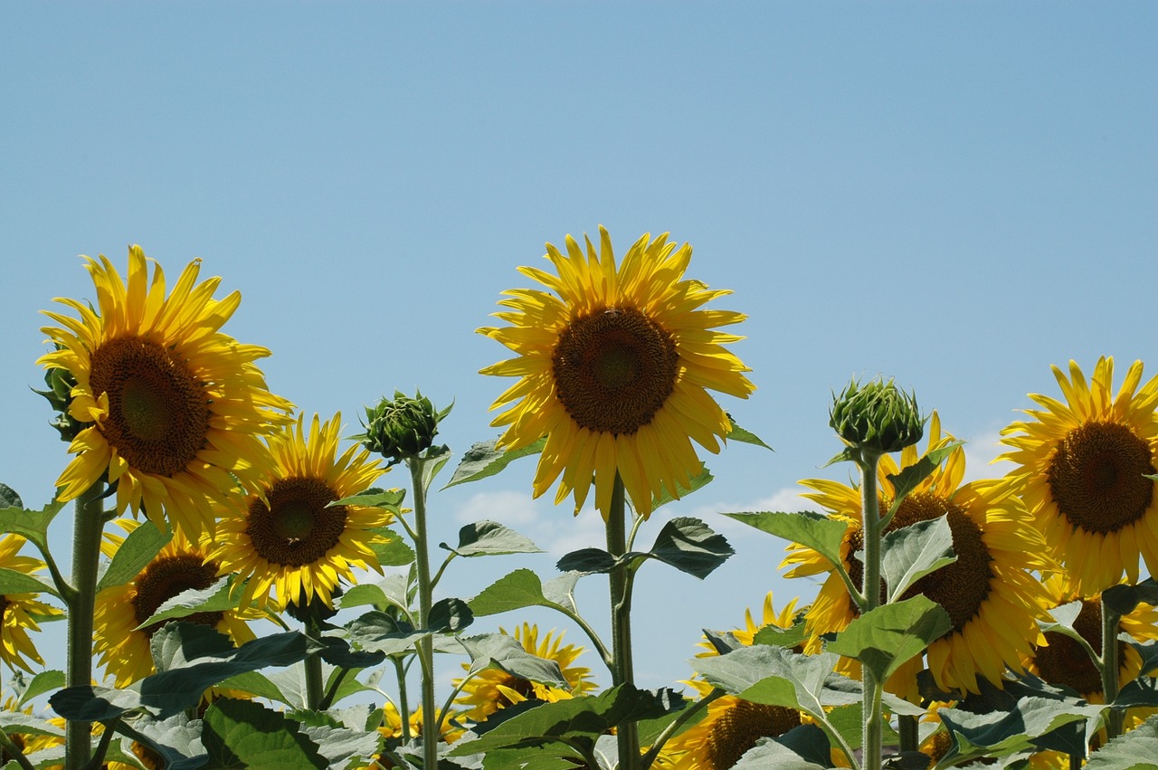 Image - sunflowers sunflower campaign