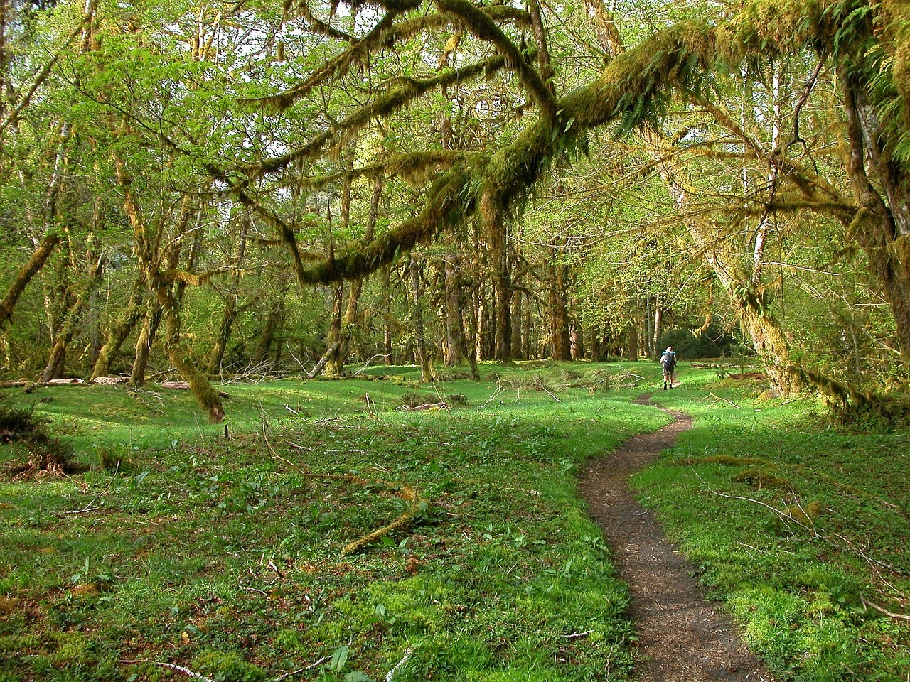 Image - backpackers hoh rainforest landscape