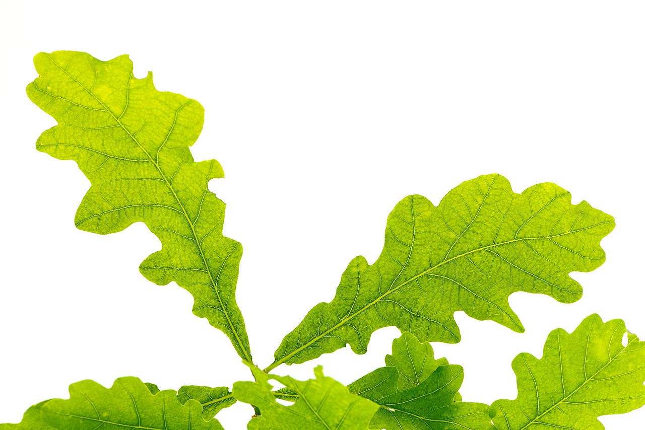 Image - leaf green oak leaf leaf structure