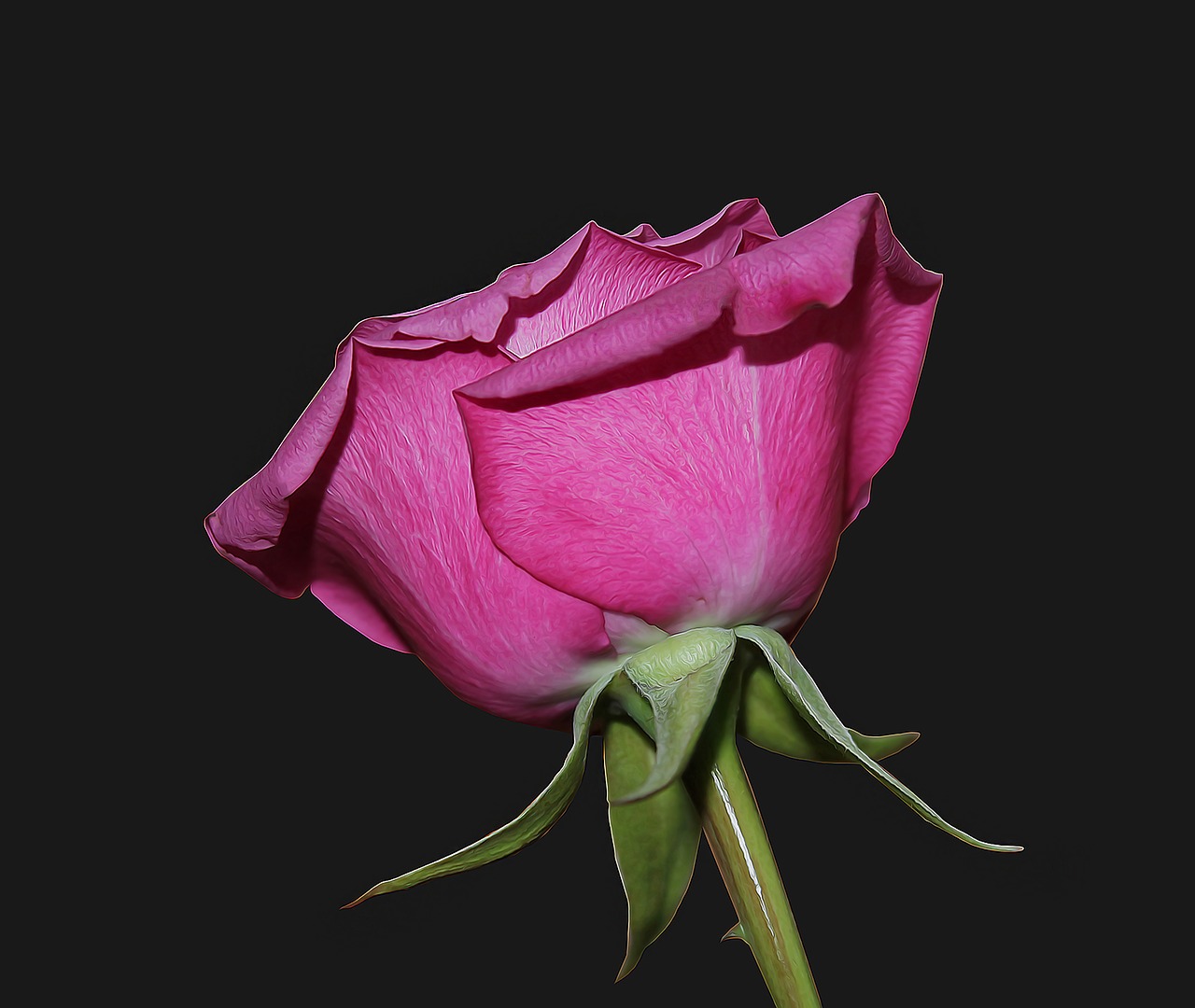 Image - rose red red rose background