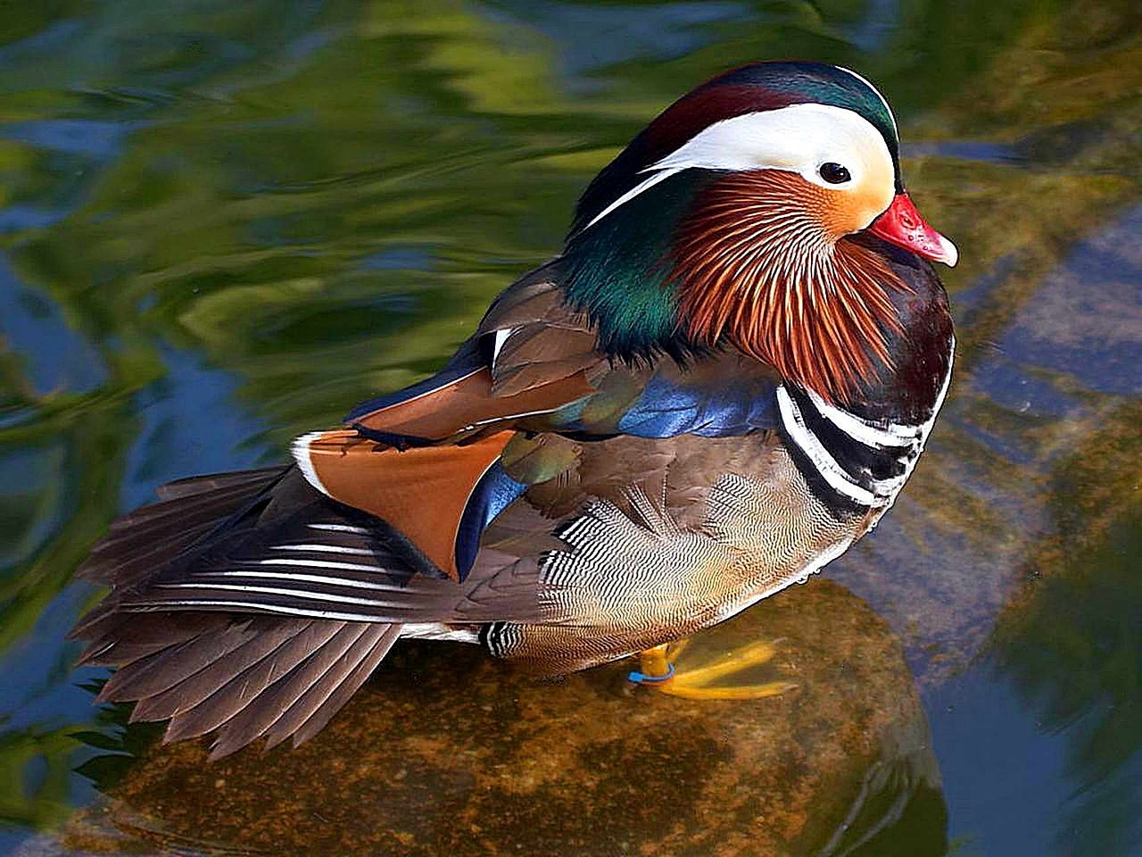 Image - mandarin duck male bird wildlife