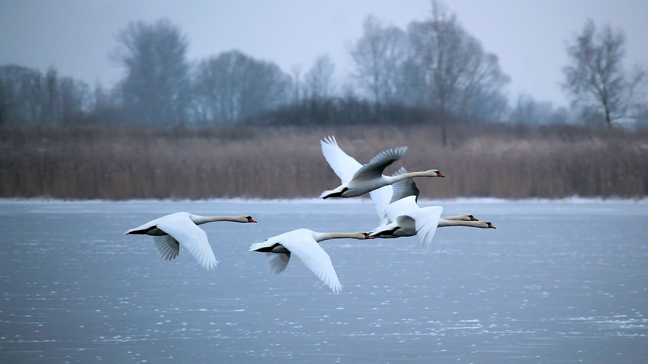 Image - winter lake frozen swans fly hazy