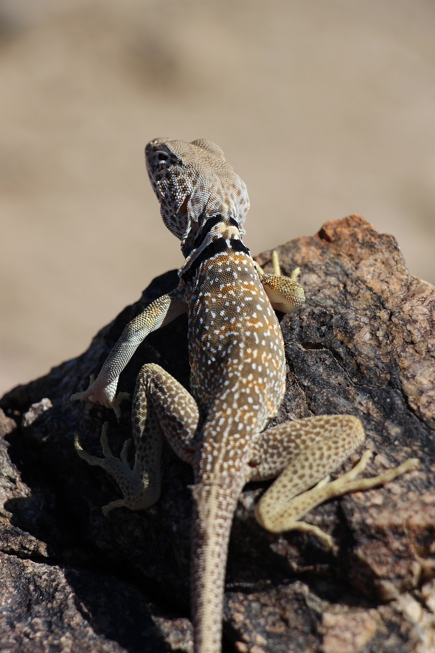 Image - collared lizard reptile portrait