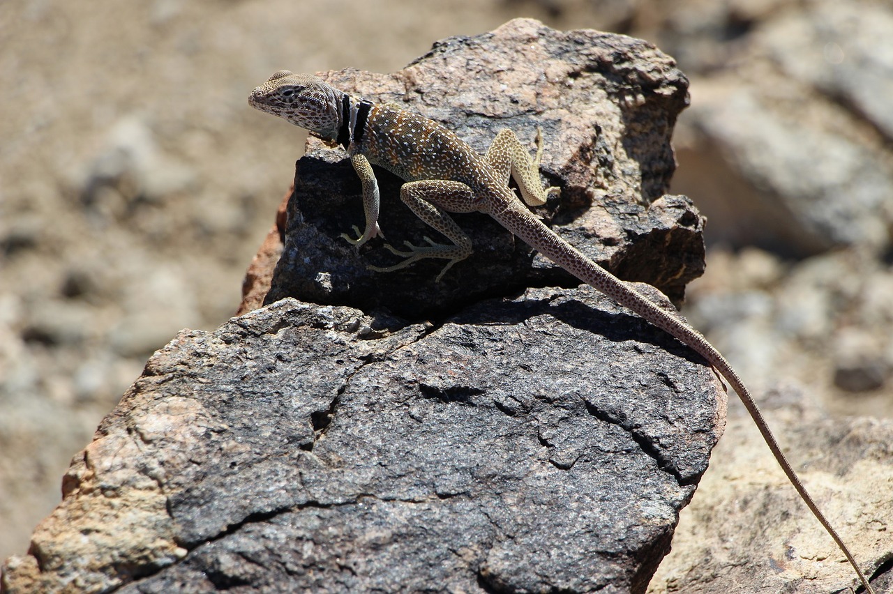 Image - collared lizard reptile portrait