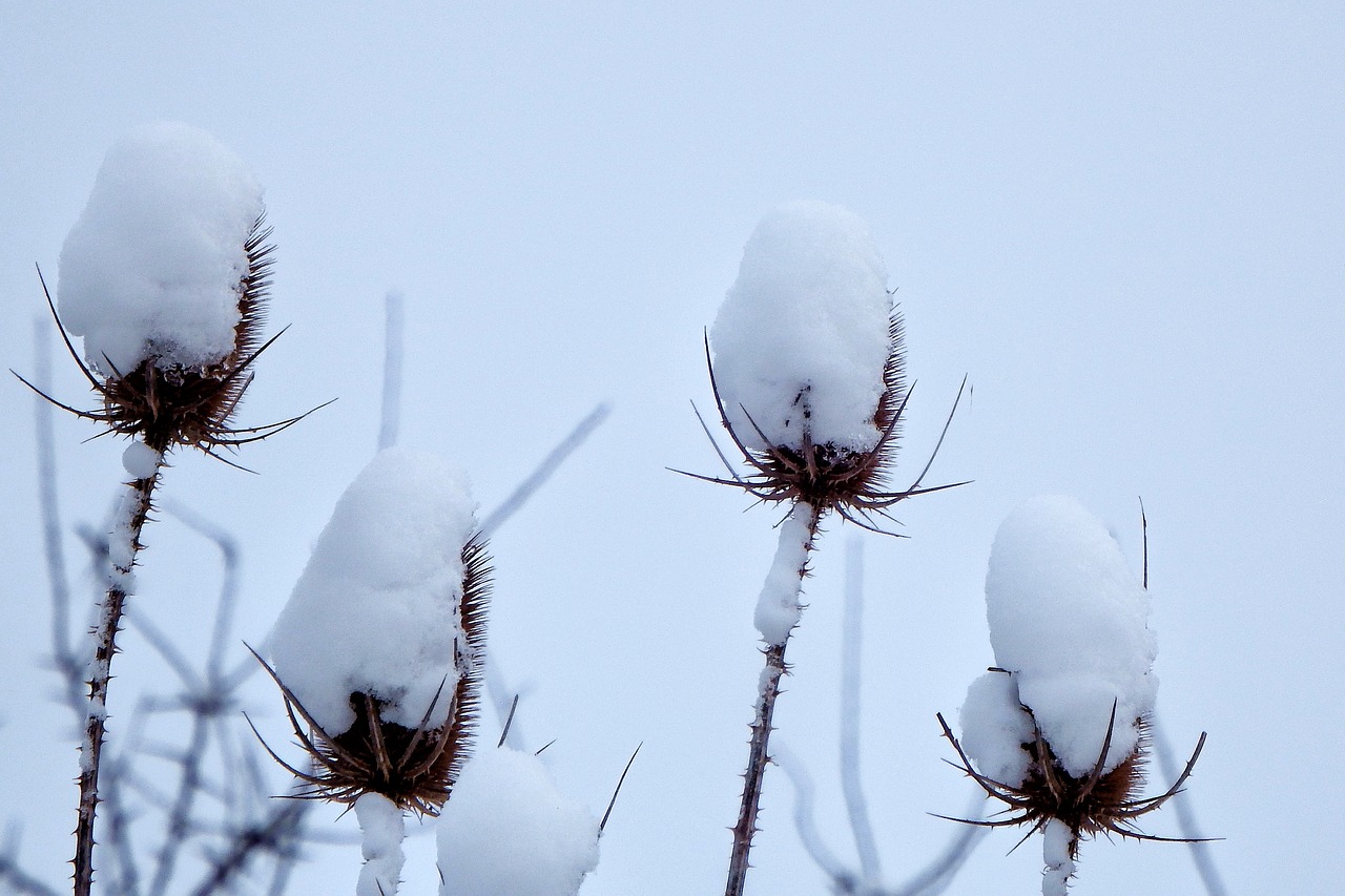 Image - winter wild teasel snow snow crests