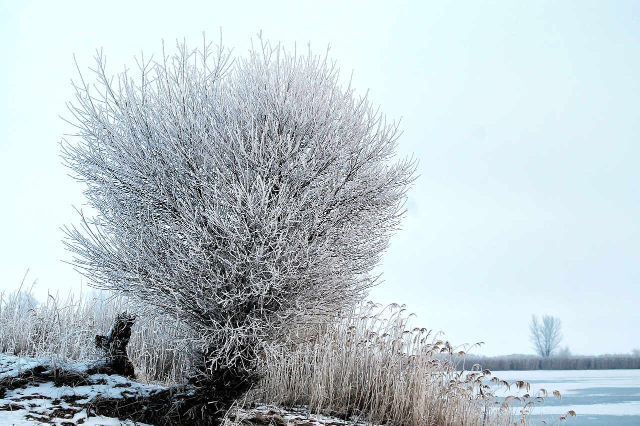 Image - tree pasture hoarfrost snow winter