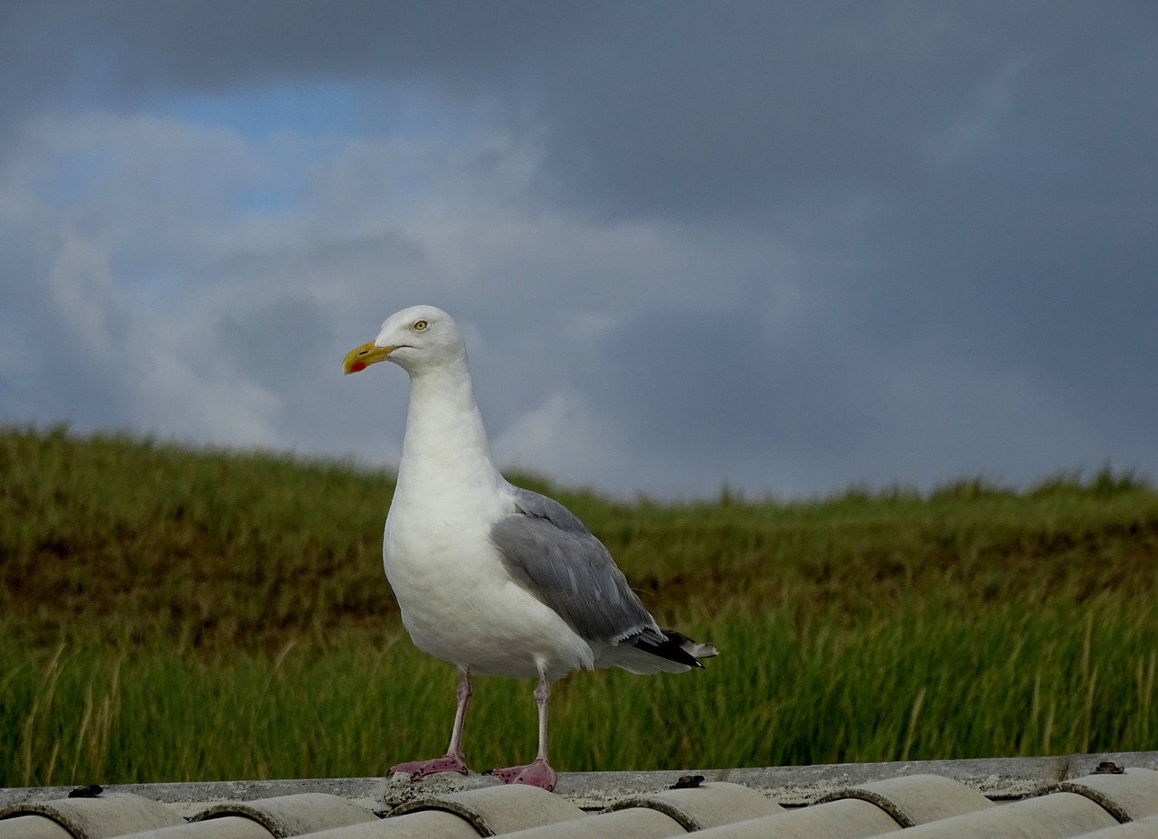 Image - seagull beach roof dune north sea