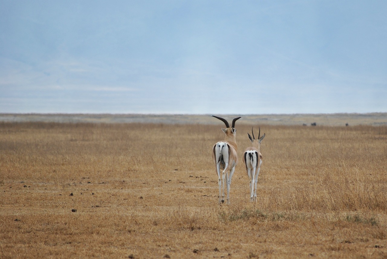 Image - antelope ngorongoro crater