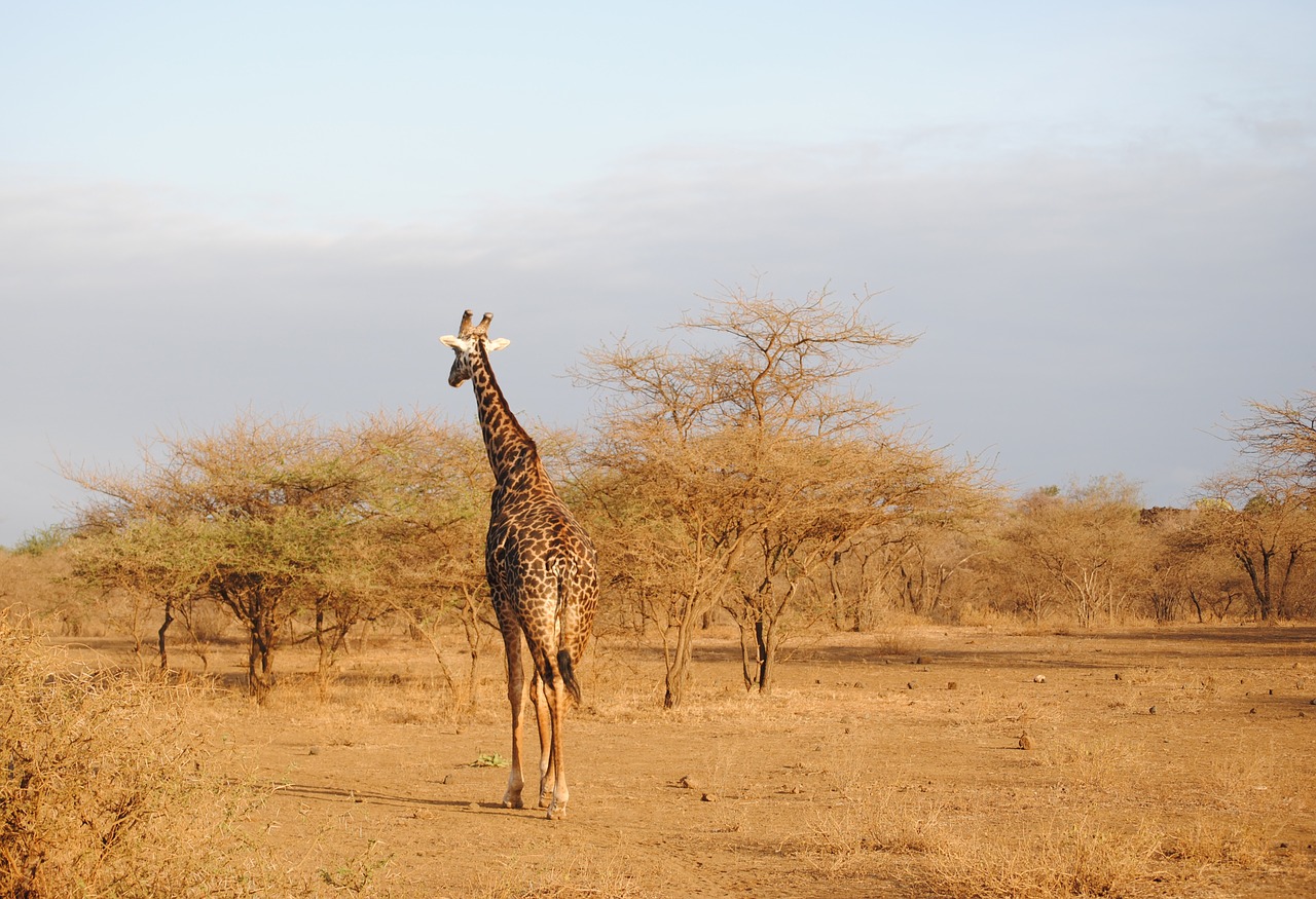 Image - giraffe kenya tsavo safari