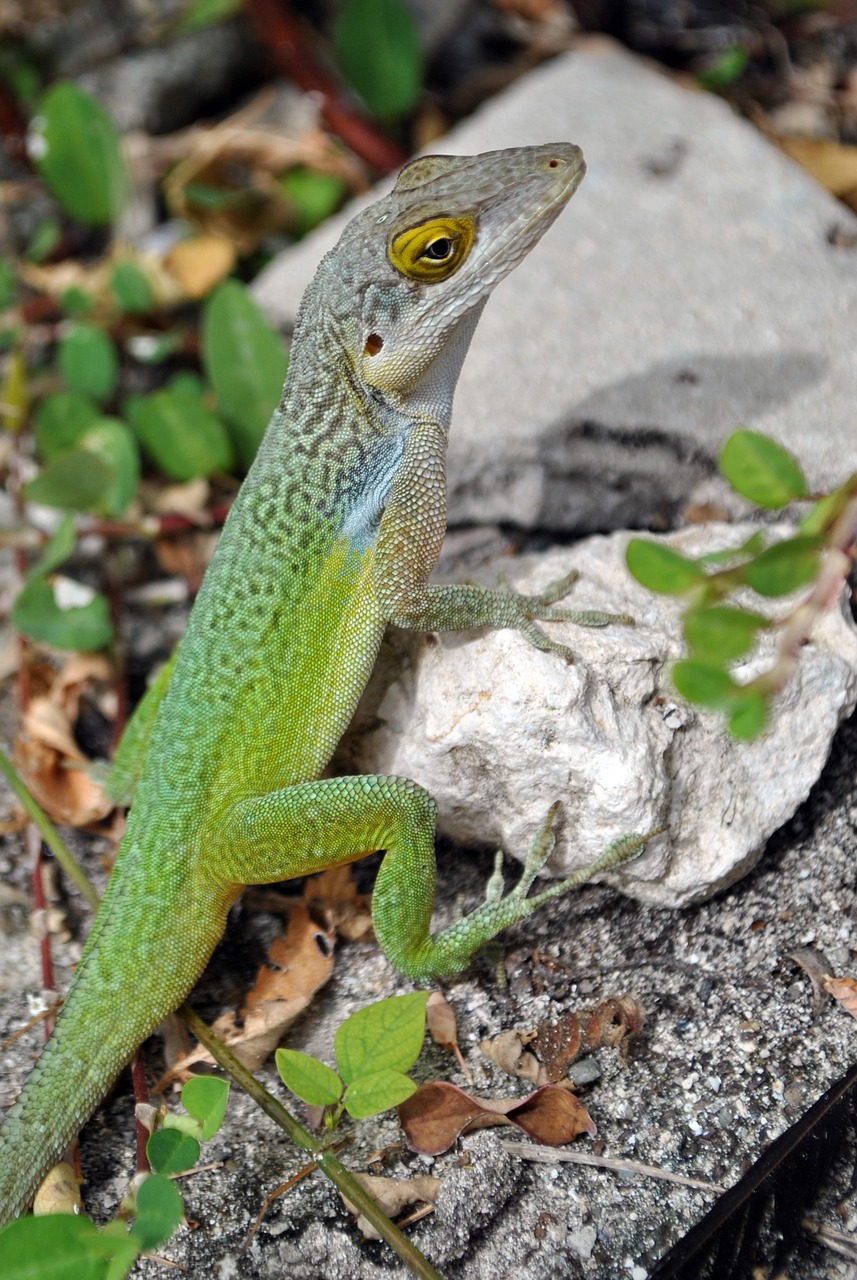 Image - lizard salamander green reptile