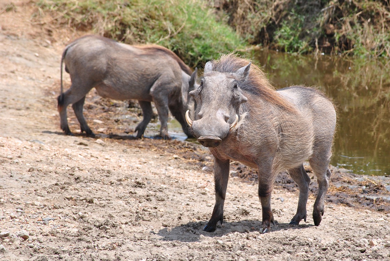 Image - pumba warthog serengeti tanzania