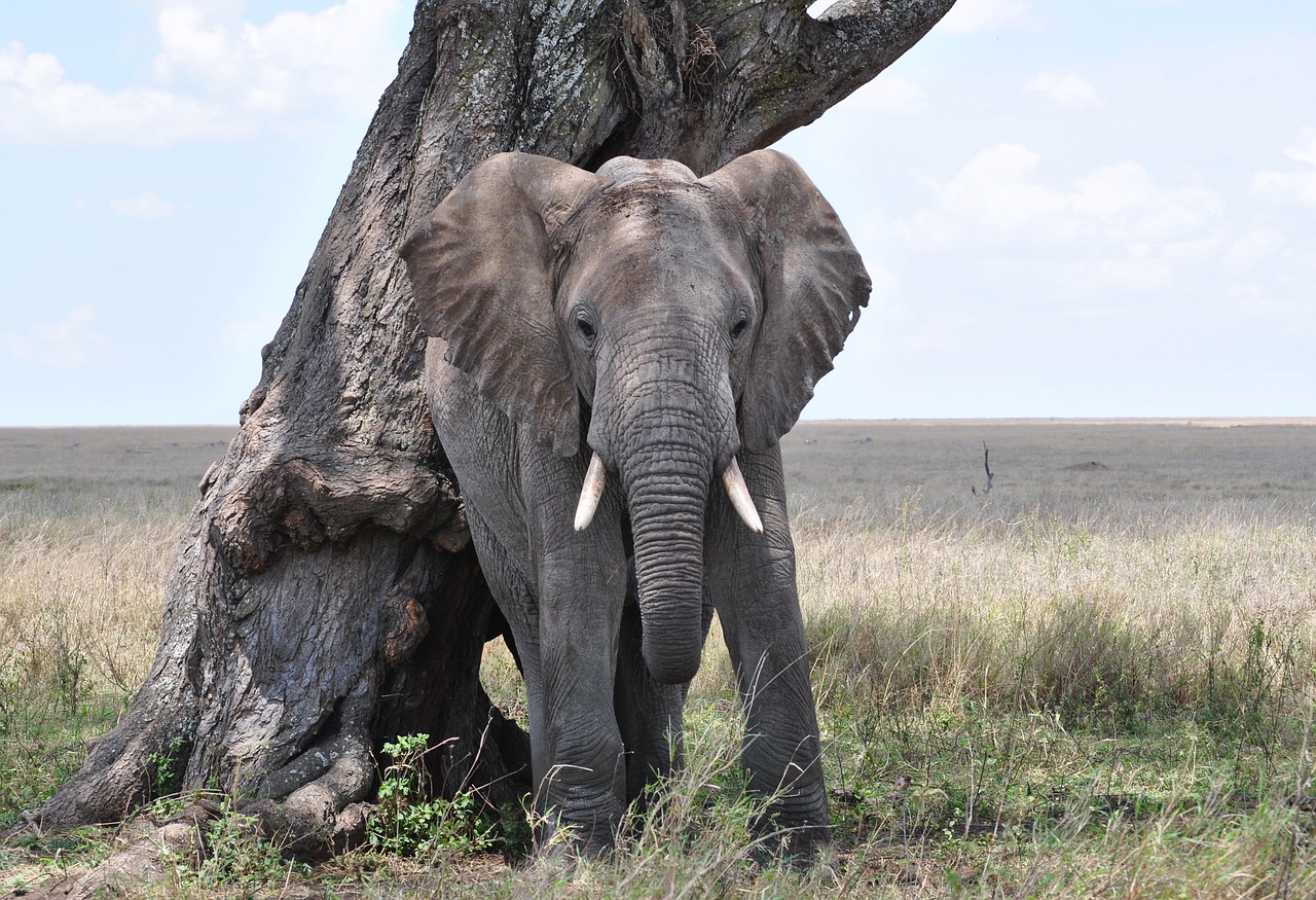 Image - elephant serengeti africa tanzania