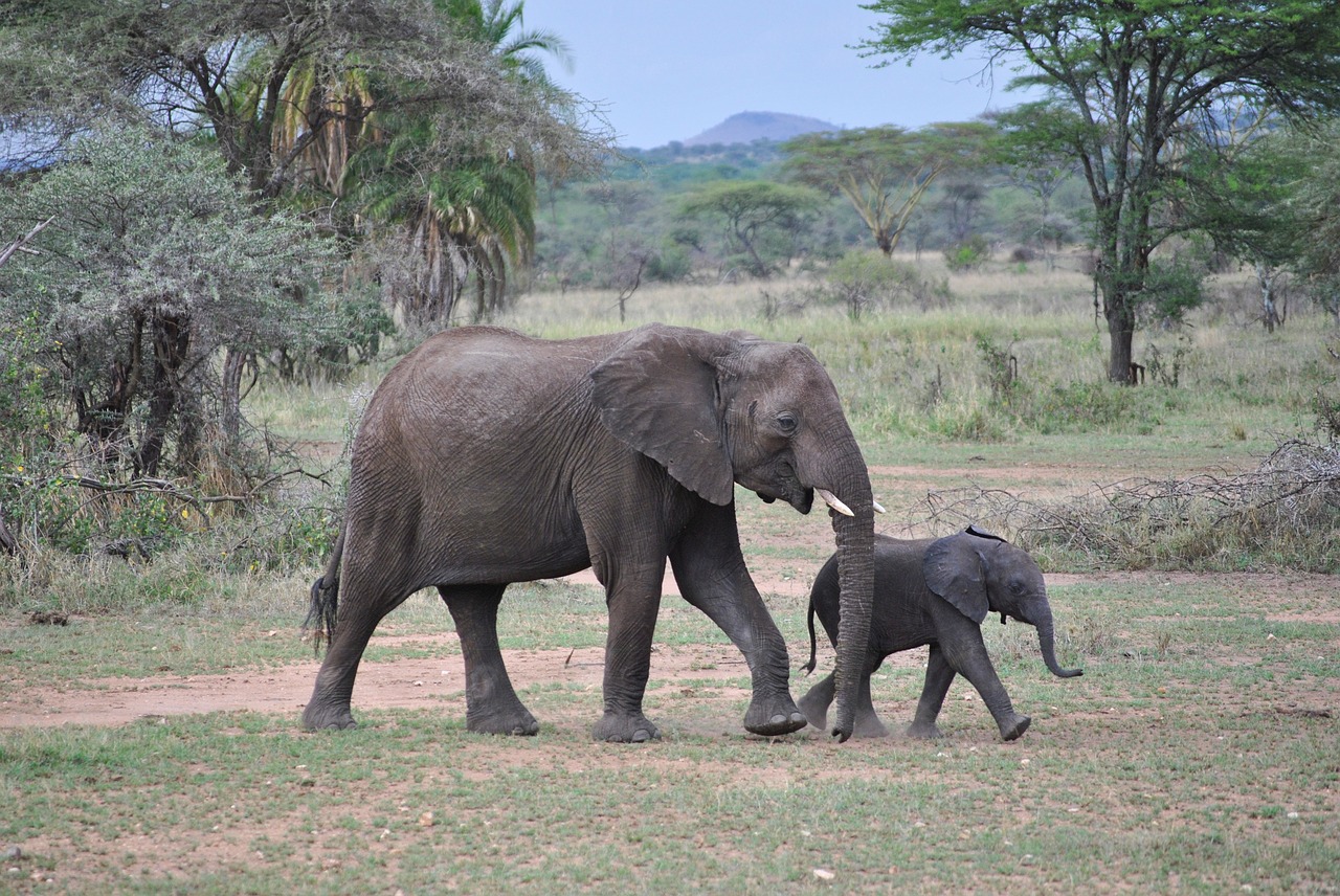 Image - elephant baby tanzania serengeti