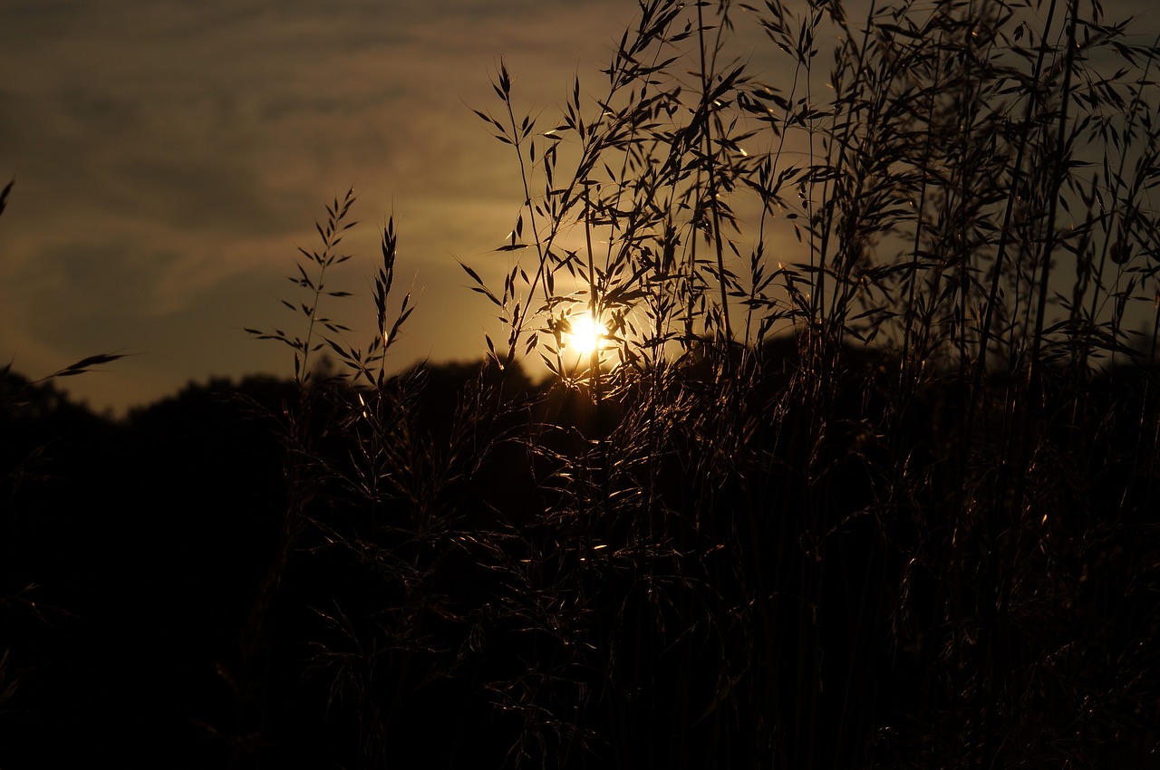 Image - grass sunlight light silhouette