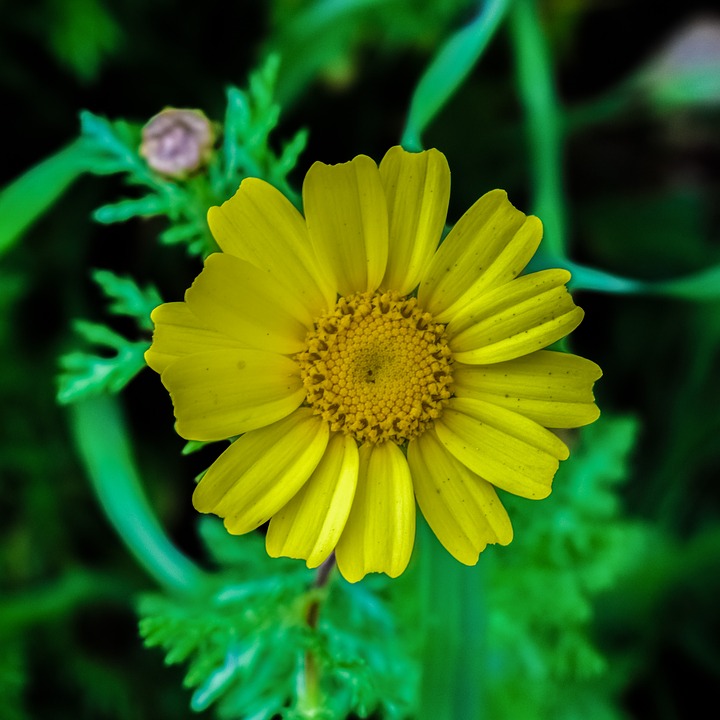 Image - daisy flower nature blossom yellow