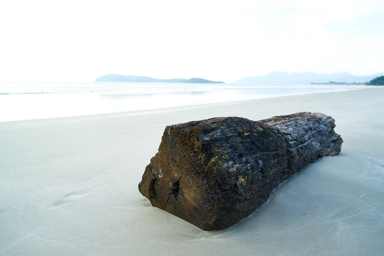 Image - tree brown see ocean landscape