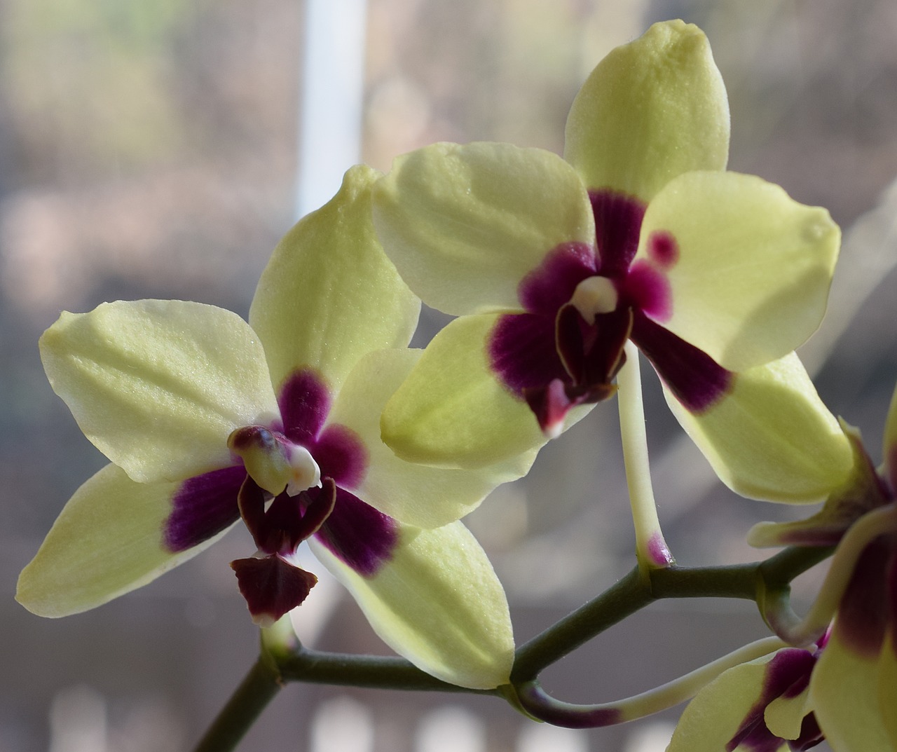 Image - hybrid phalaenopsis phalaenopsis