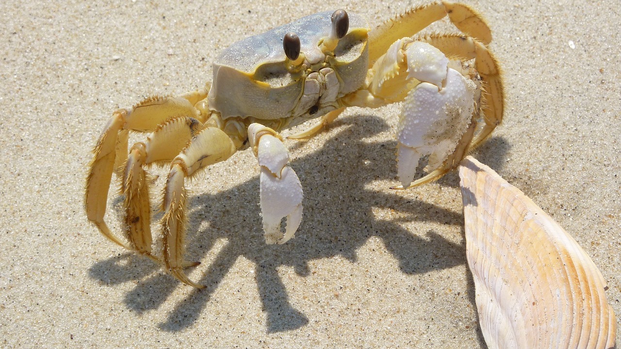 Image - blue crab shell sand