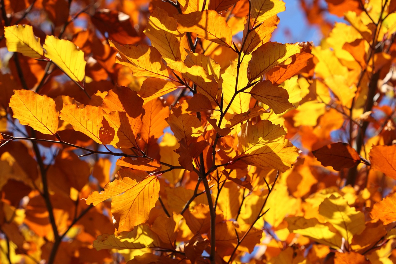 Image - leaf leaves yellow autumn fall