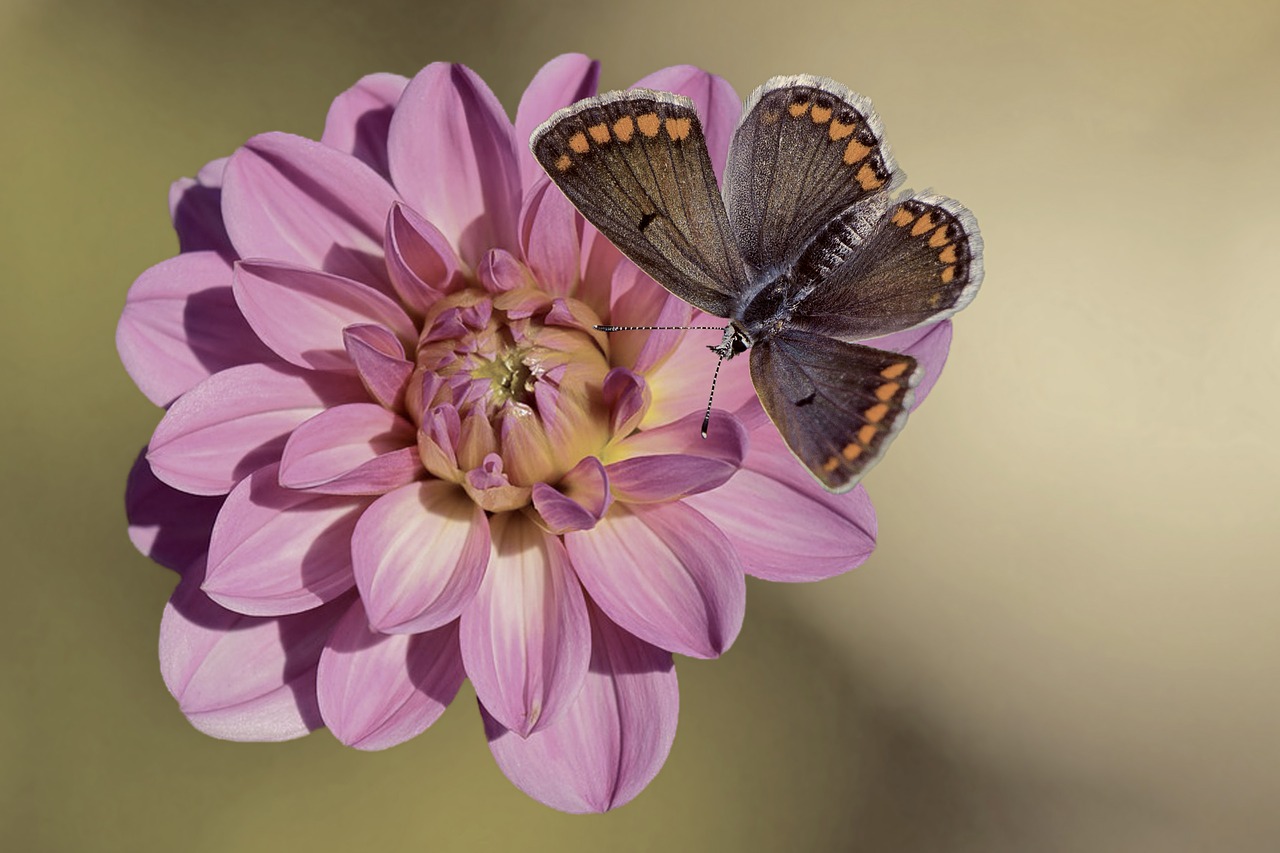 Image - flower blossom bloom dahlia