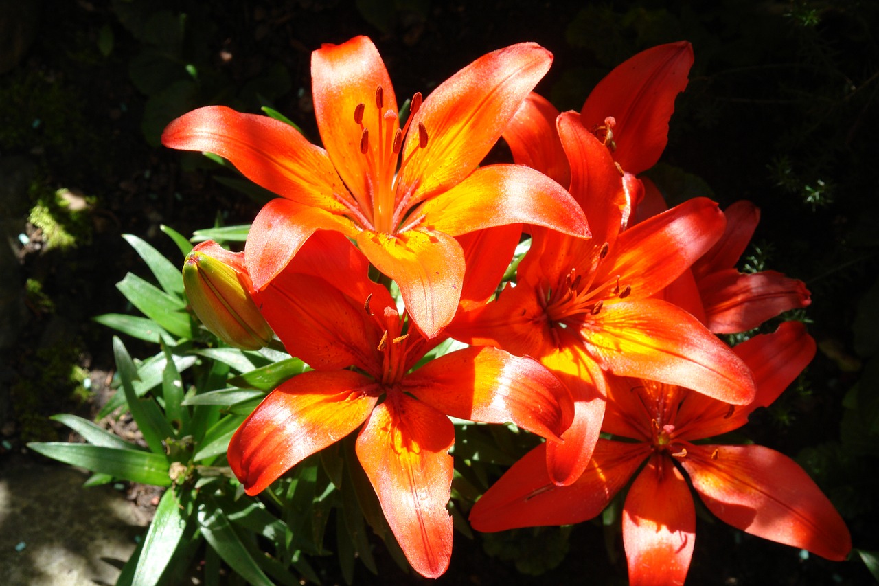 Image - lily plant garden orange blossom