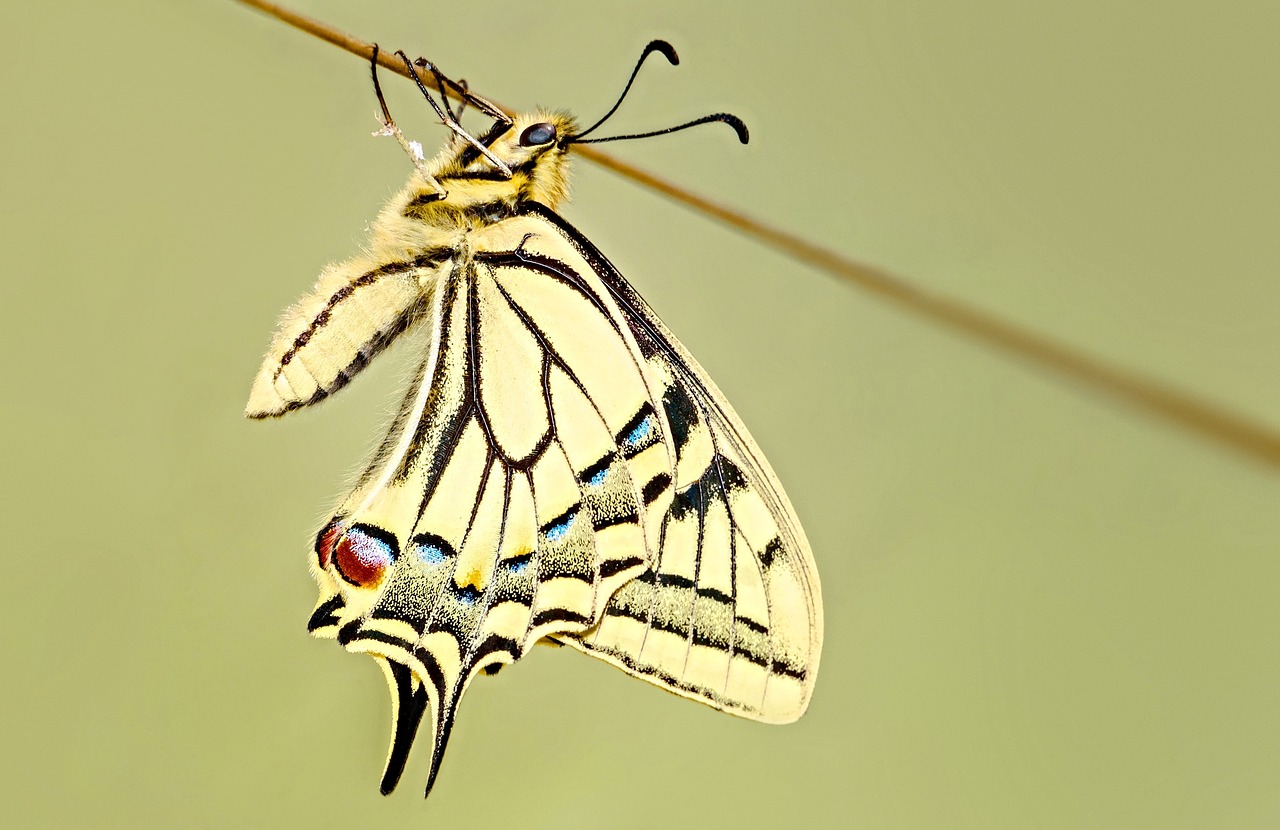 Image - butterfly swallowtail macro insect