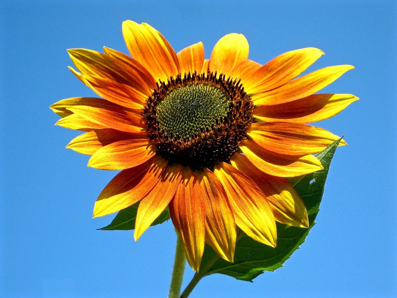 Image - sunflower bicolor yellow orange