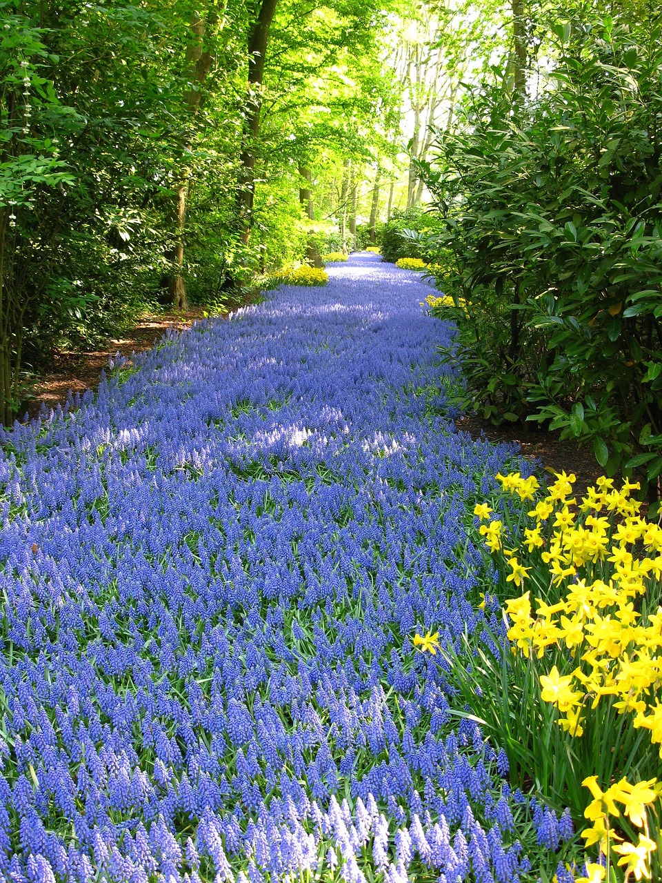 Image - flowers mass planting grape hyacinth