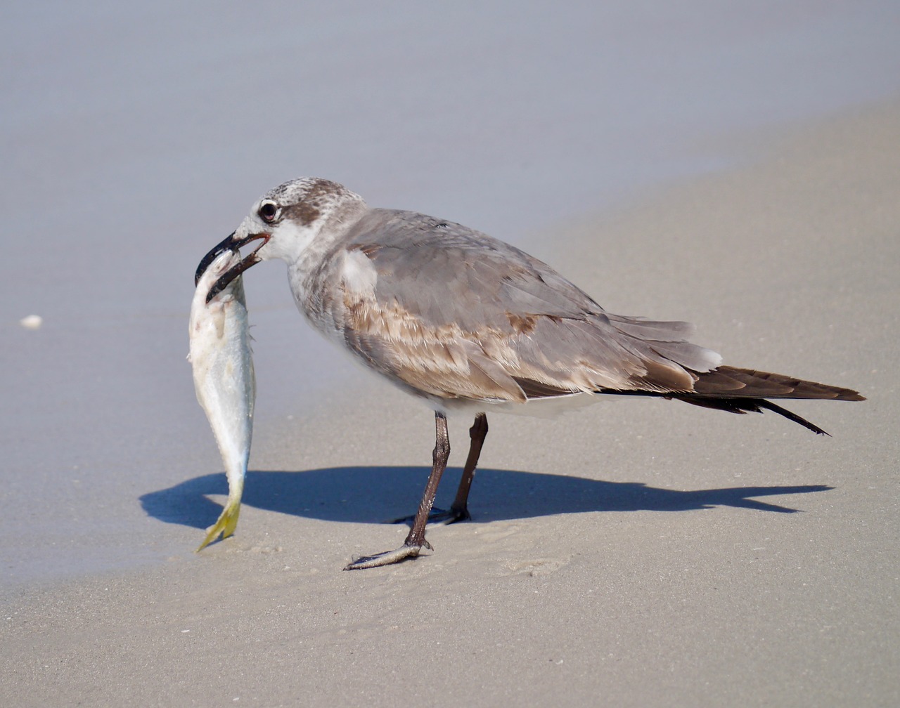 Image - clever fishing wader on sandy beach