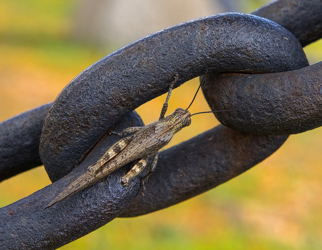 Image - grasshopper insect bug wildlife