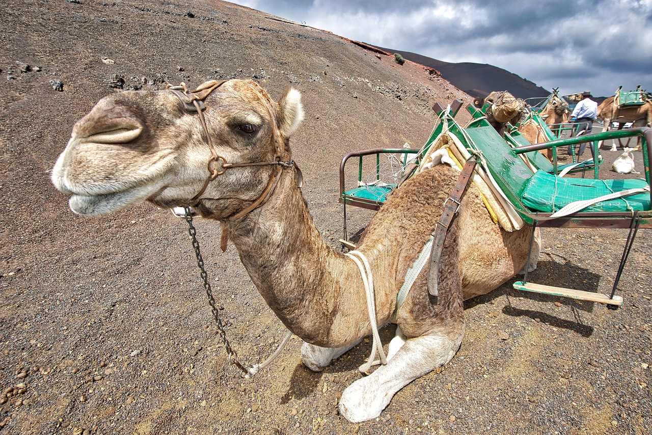 Image - camels caravan desert sand animal