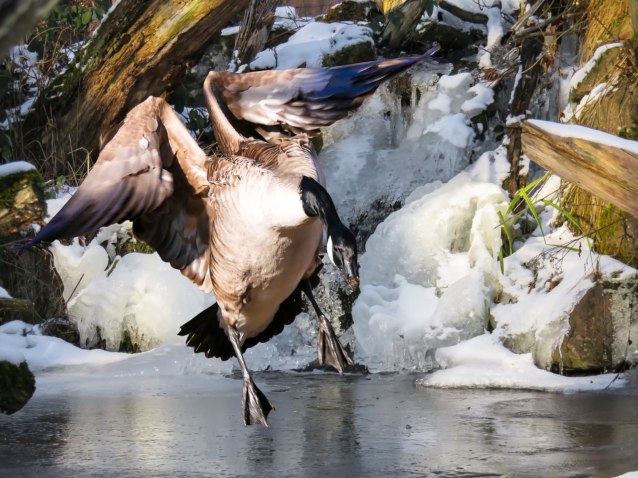 Image - animal goose bird greylag goose