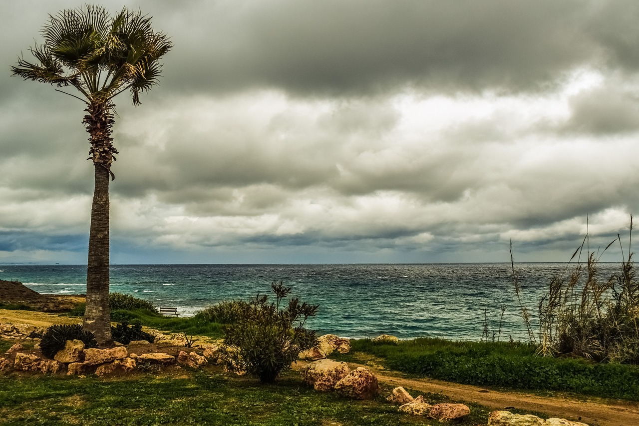 Image - palm tree coast sea coastal path