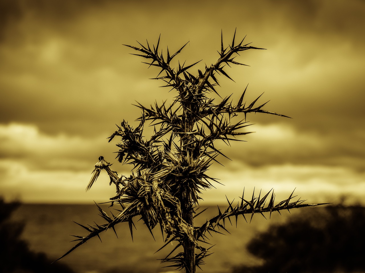 Image - thorns sharp pain hurt painful