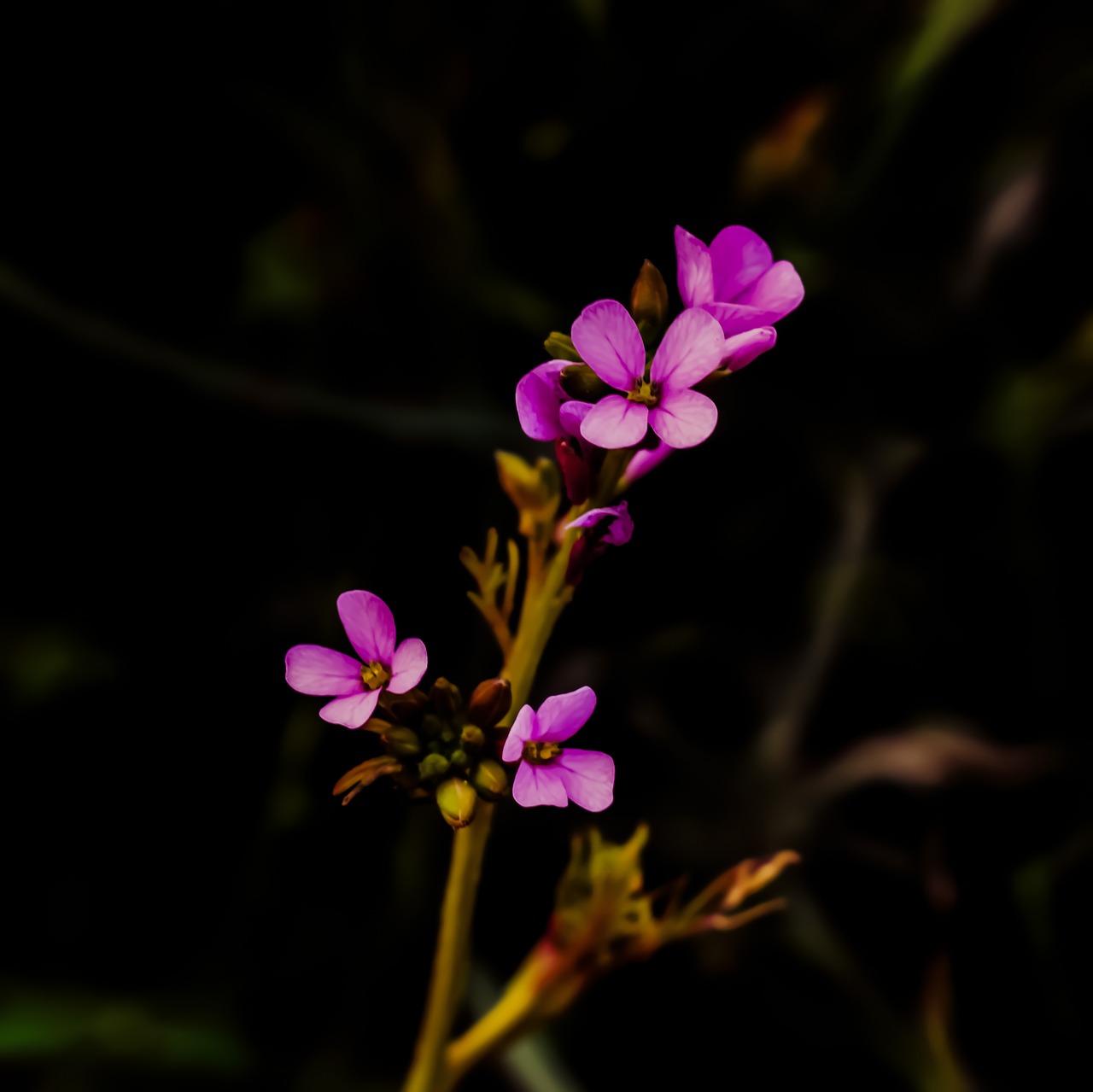 Image - wildflower purple blossom petal