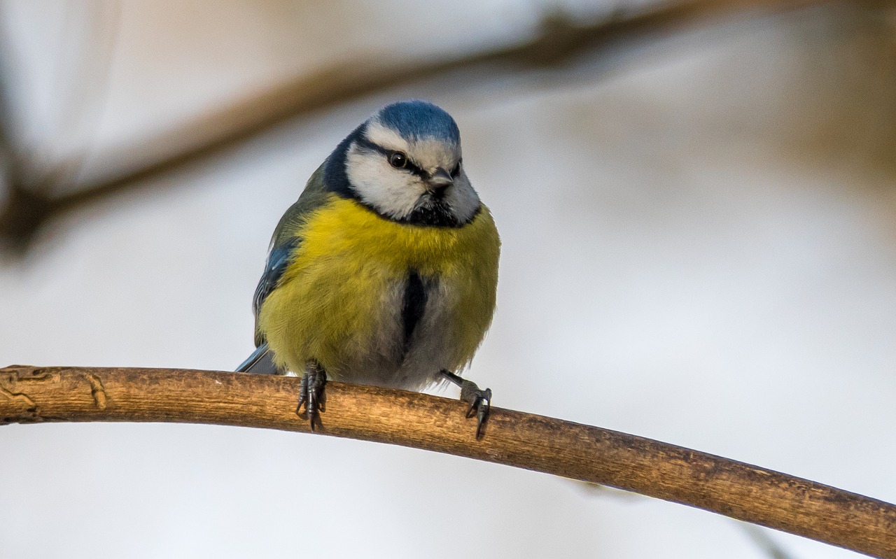 Image - tit cyanistes caeruleus bird singer