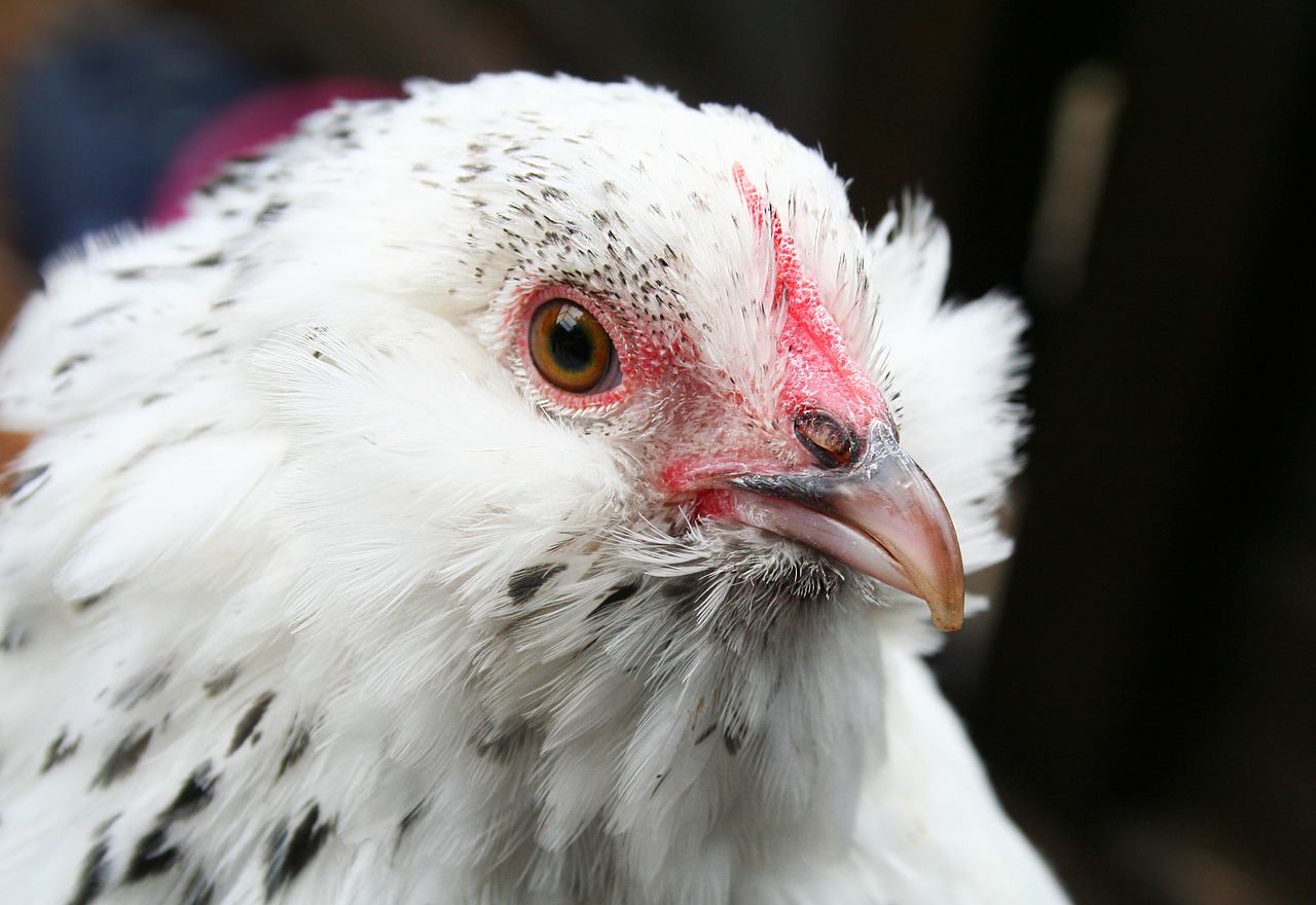 Image - chicken poultry hen bantam beard
