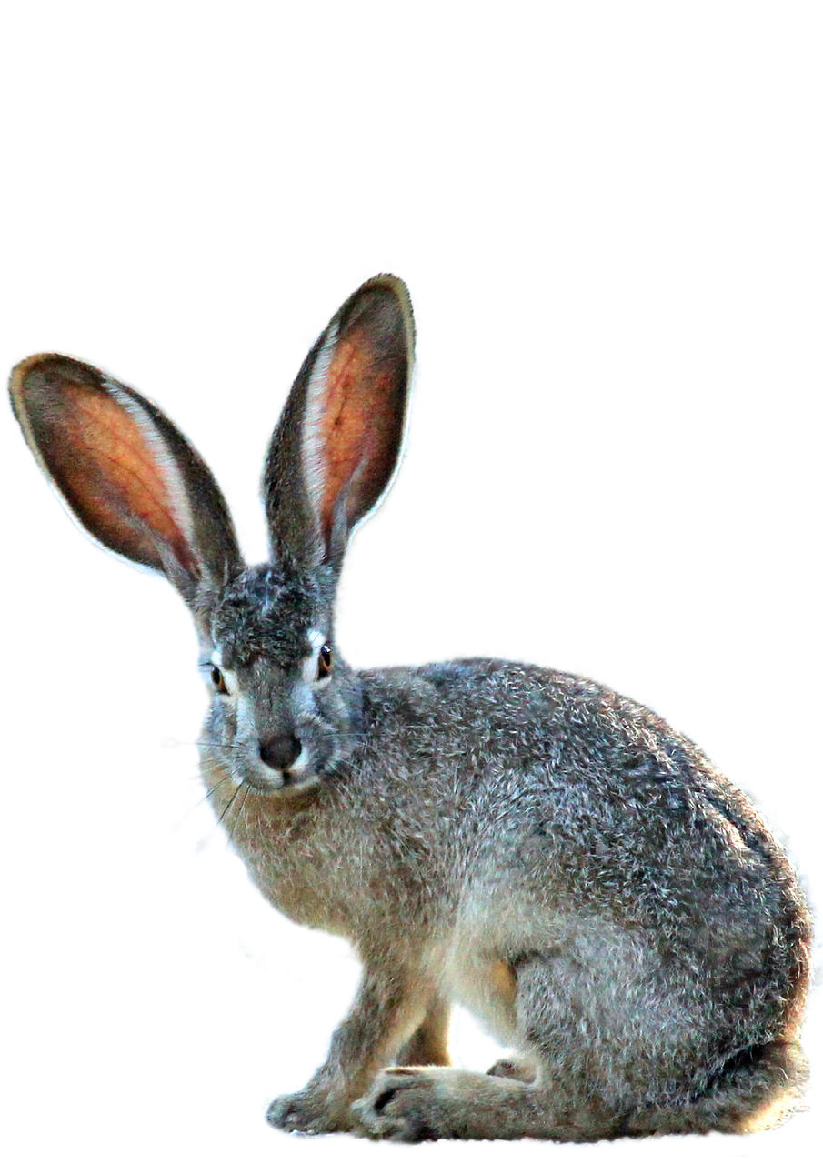 Image - isolated hare nature animal grass