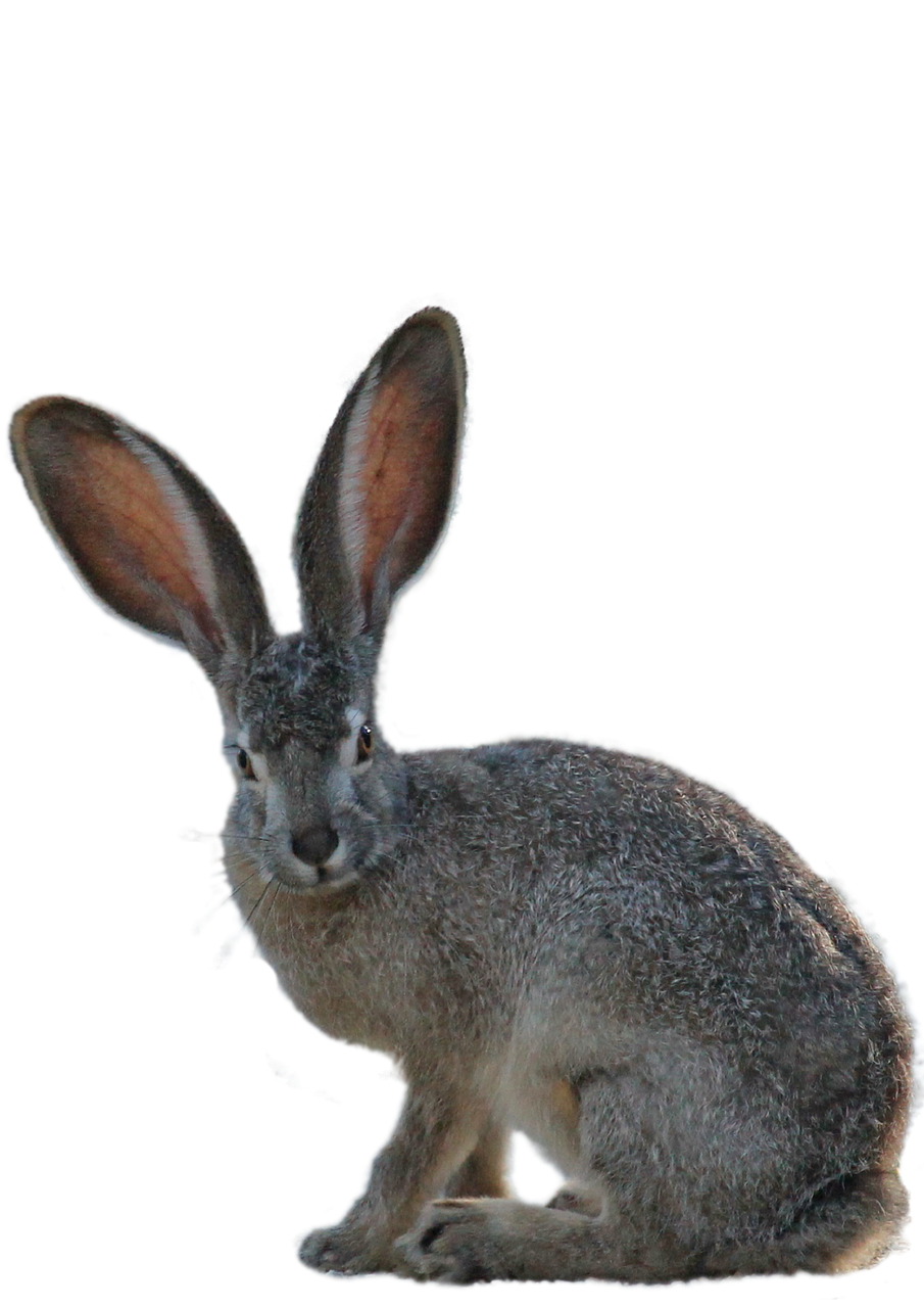Image - isolated hare green hidden mammal