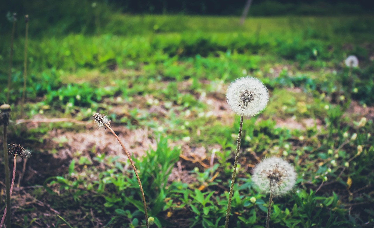 Image - sustainability nature plants