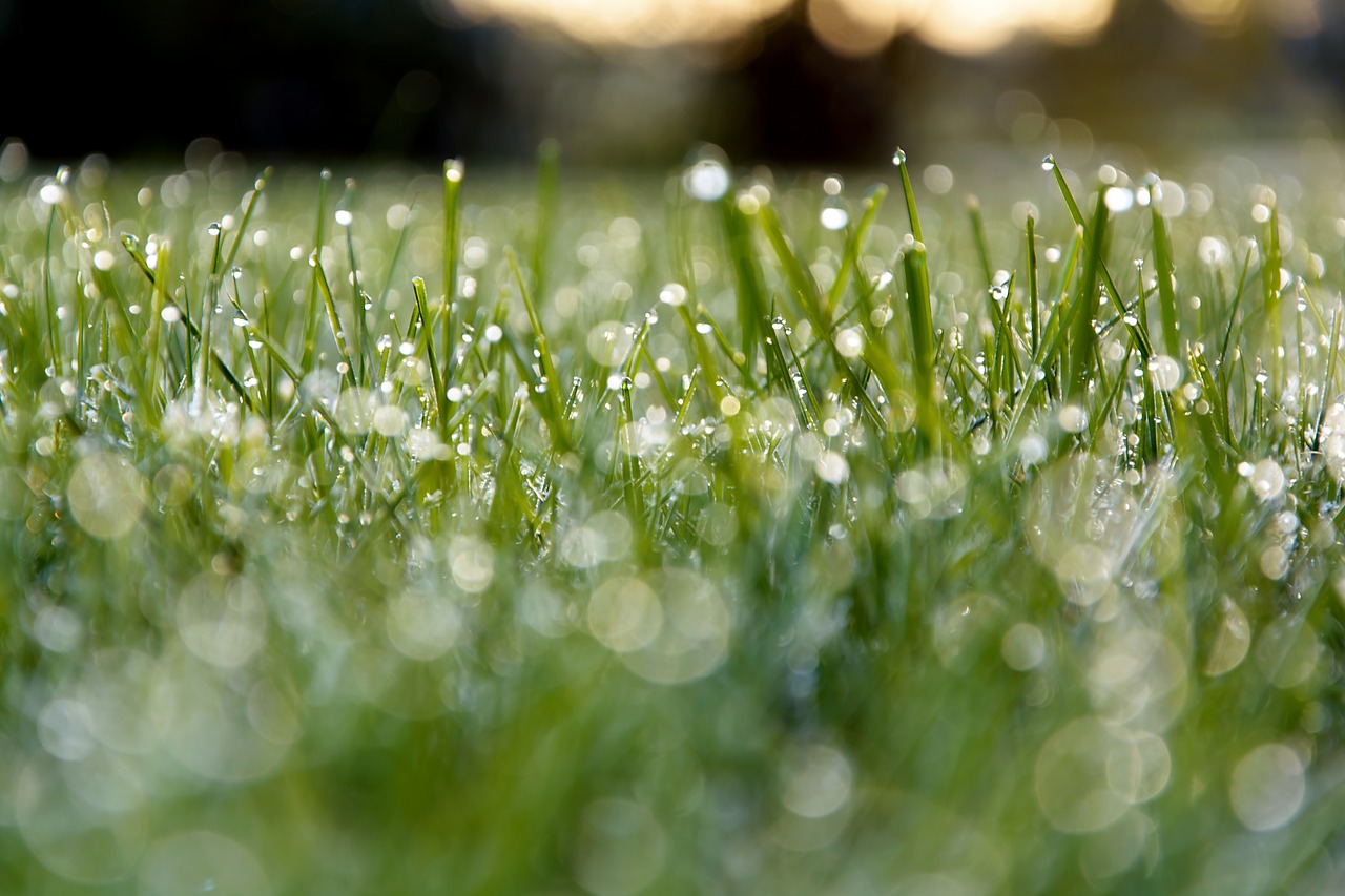 Image - meadow dew morning grass green