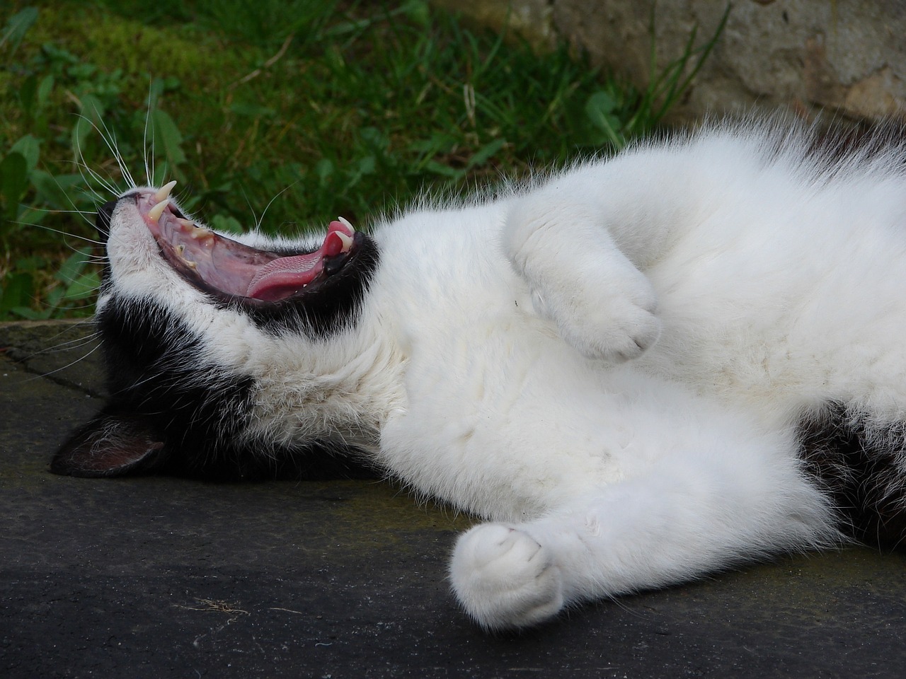 Image - cat yawning relaxing portrait pet