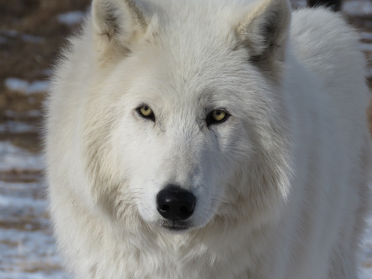 Image - arctic wolfdog wolfdog wolf dog