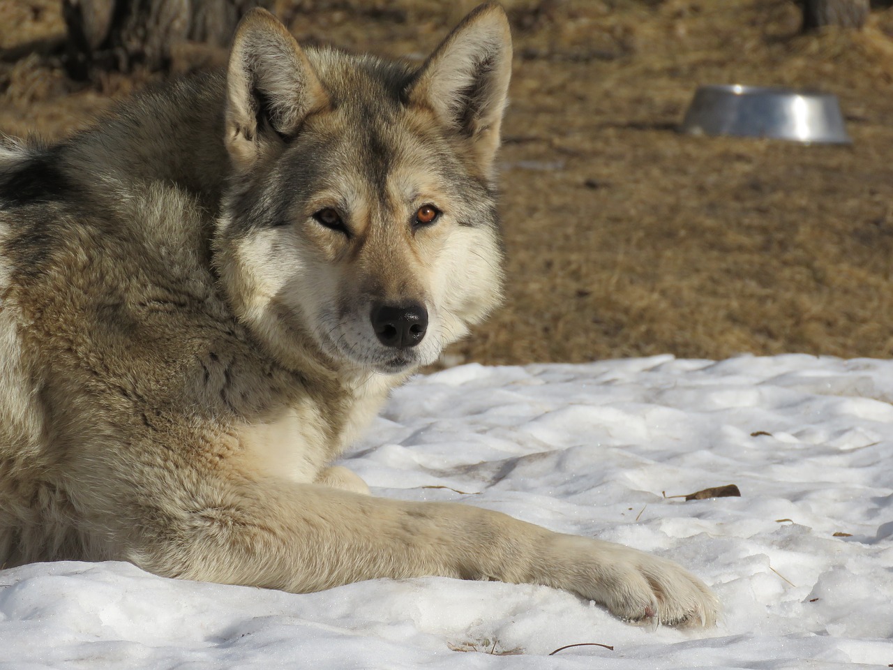 Image - wolfdog wolf dog sanctuary