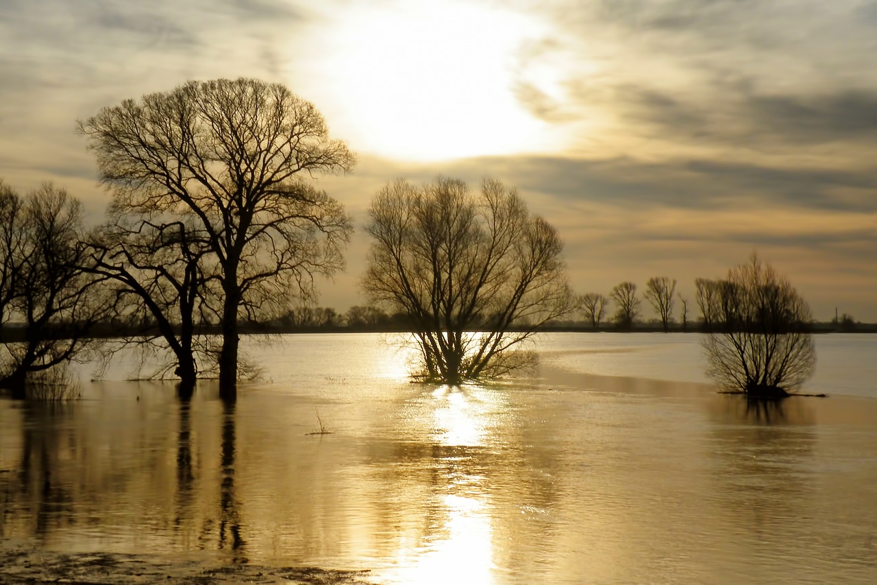 Image - water high water flood trees sky