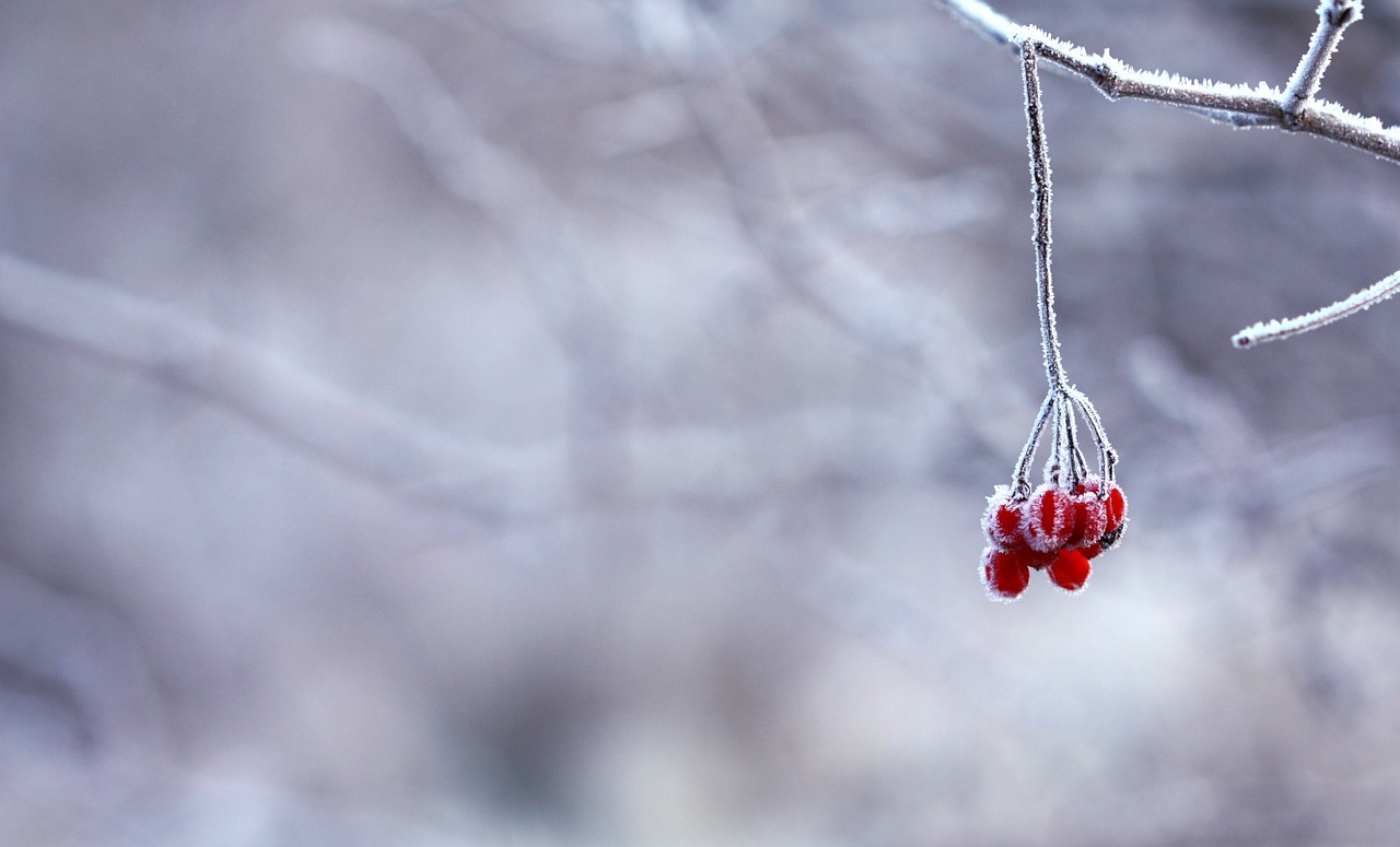 Image - frozen berries red fruits berry