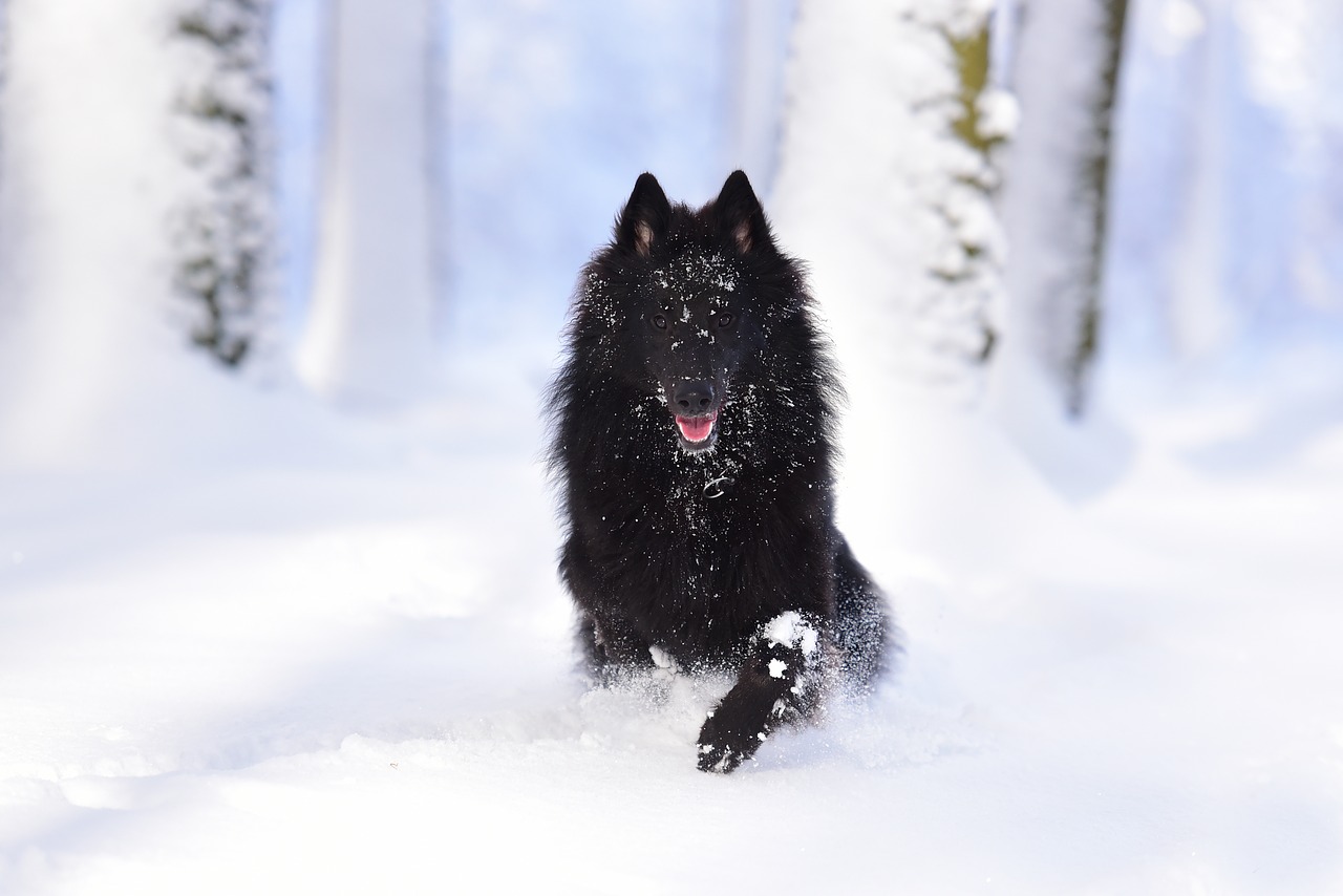 Image - dog belgian shepherd dog groenendael