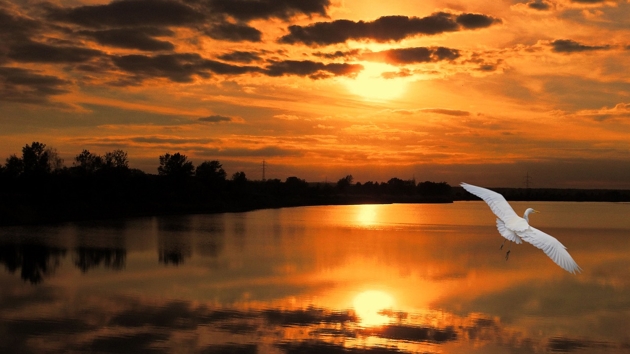Image - landscape sunset bird little egret