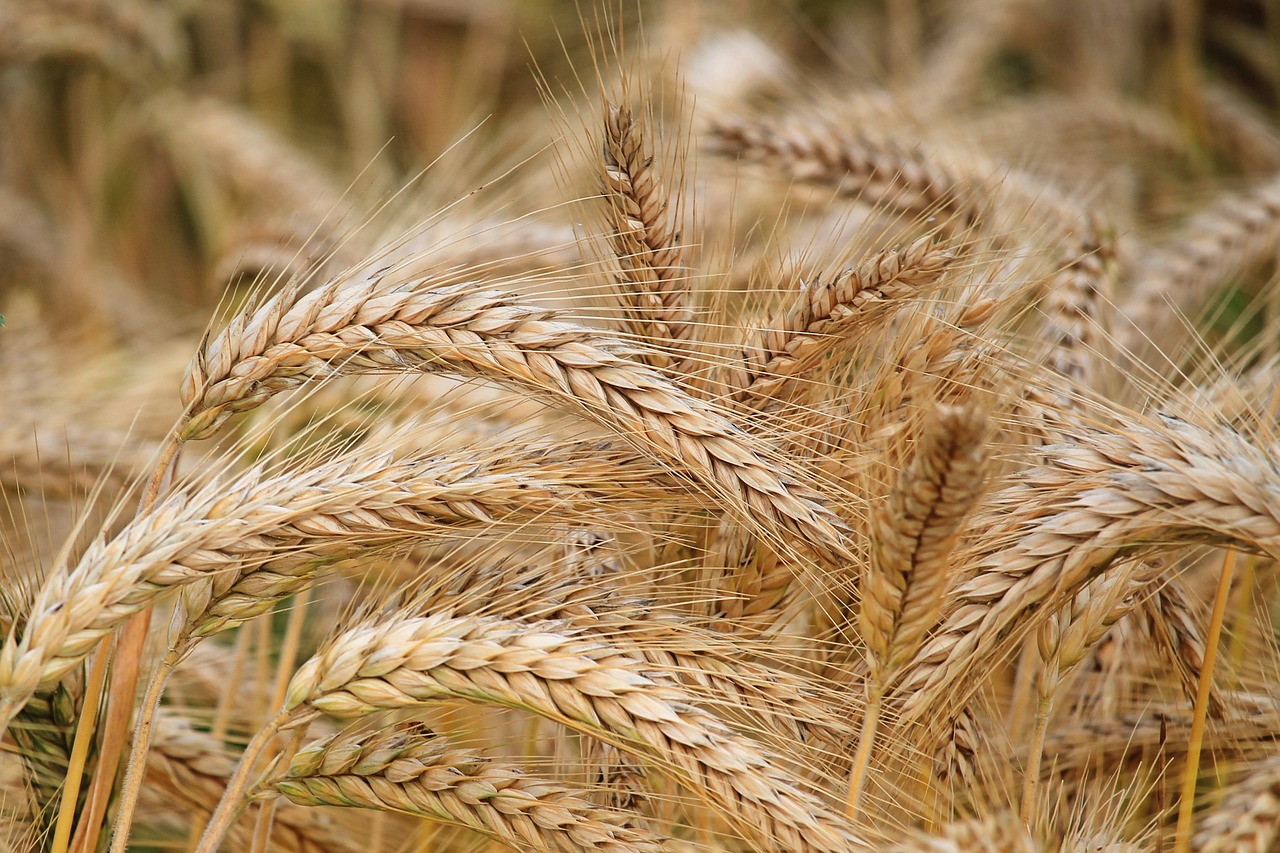 Image - spike barley cereals barley field