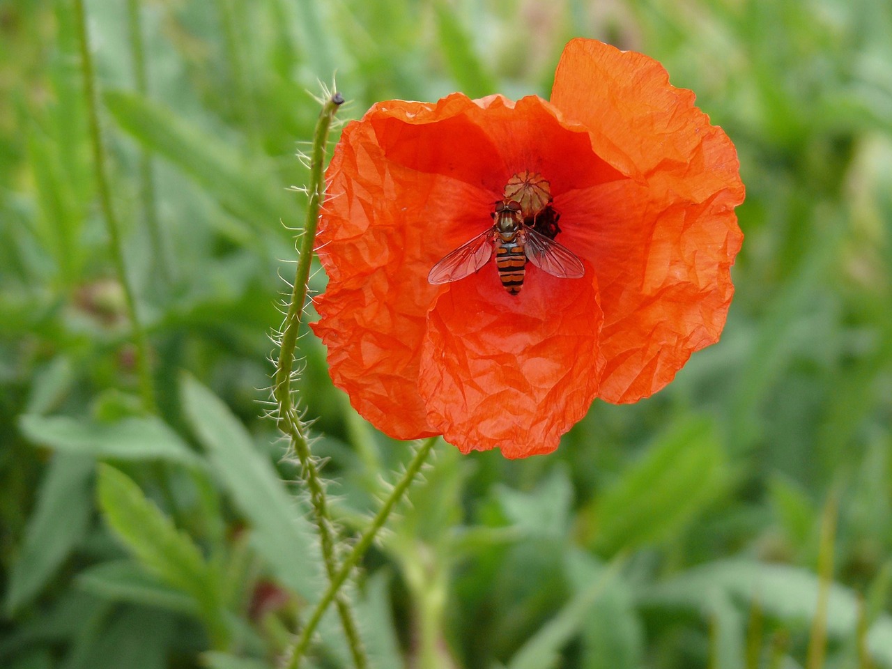 Image - poppy insect wasp poppy flower